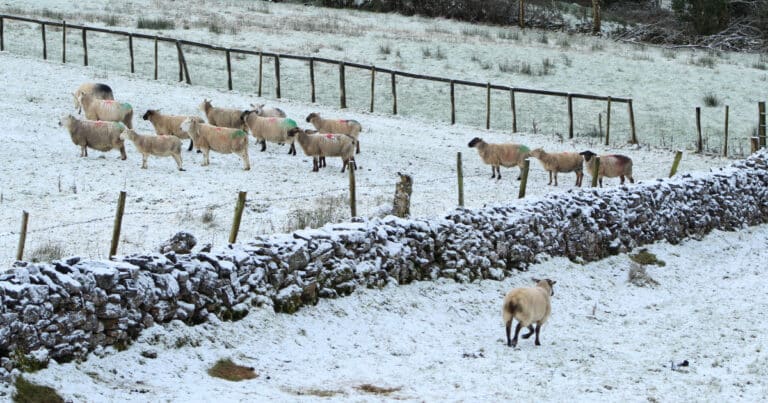 Winter Grazing