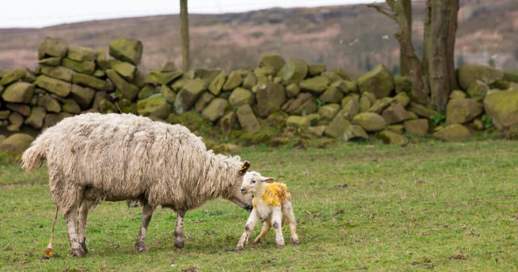 How to Tell When a Sheep is Close to Lambing