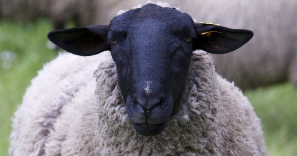 Largest Sheep Breed