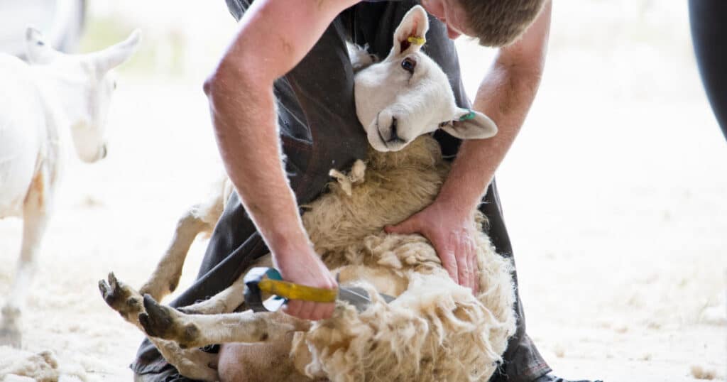 summer sheep shearing