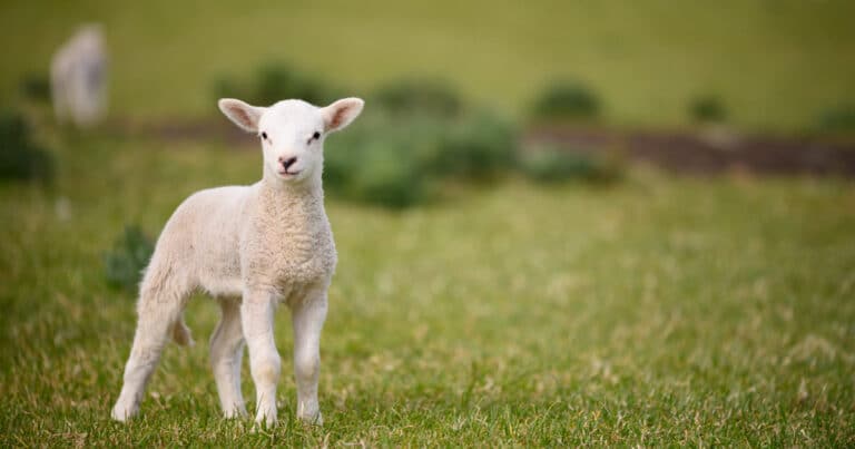 What is a Baby Sheep Called