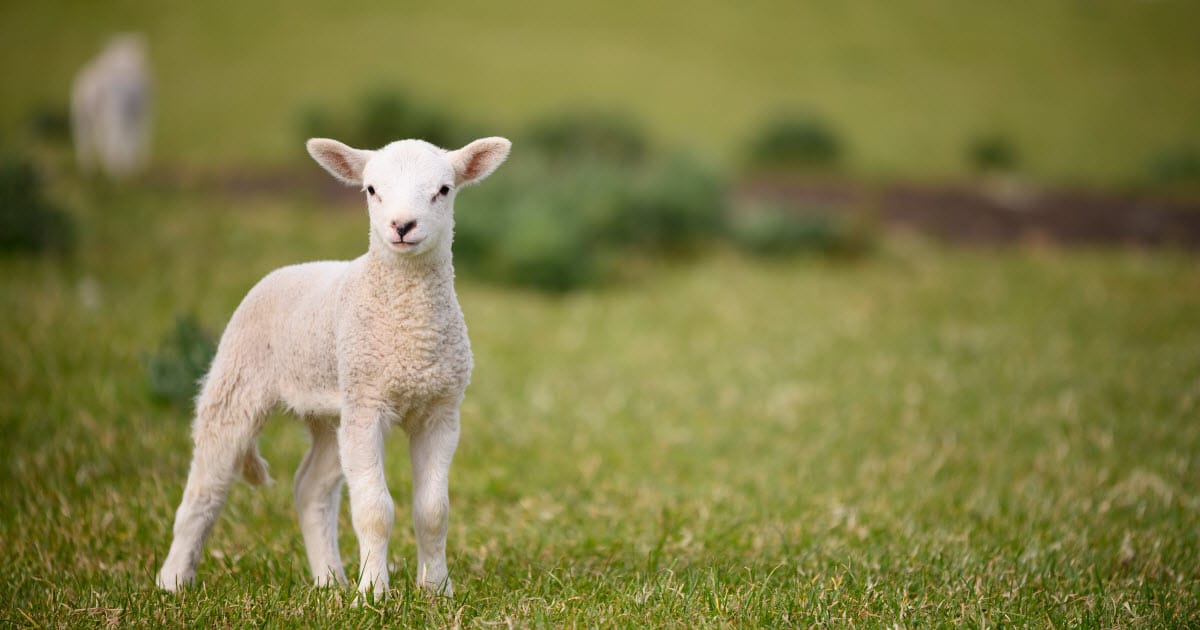 Baby Sheep: What is a Baby Sheep Called? - RaisingSheep.net