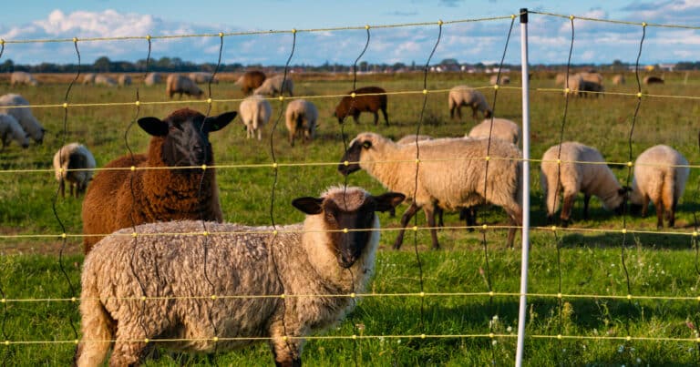 Electric Sheep Netting