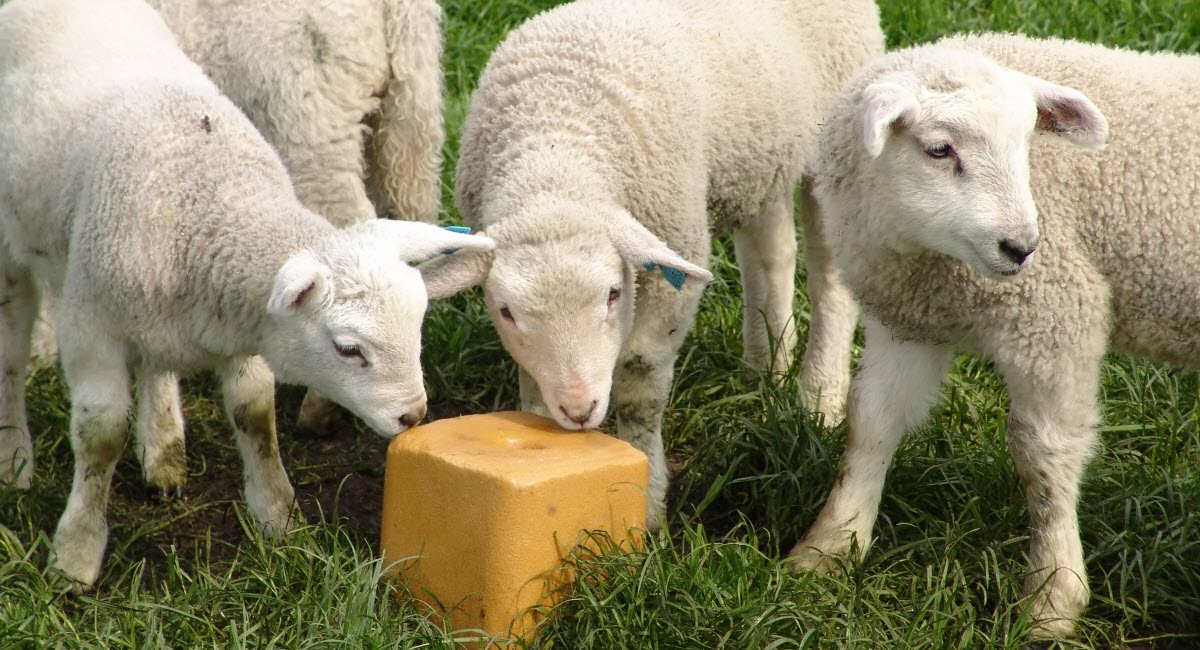 Best Sheep Mineral Blocks, Licks & Supplements