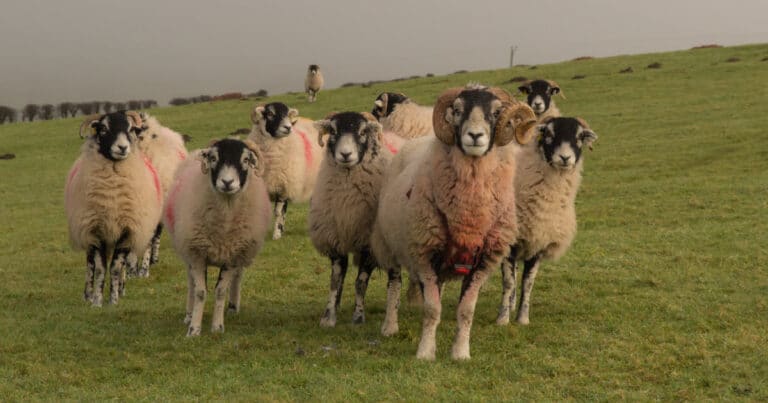 Sheep Harness