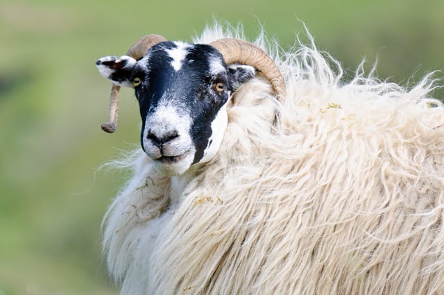 A Scottish Blackface Ewe