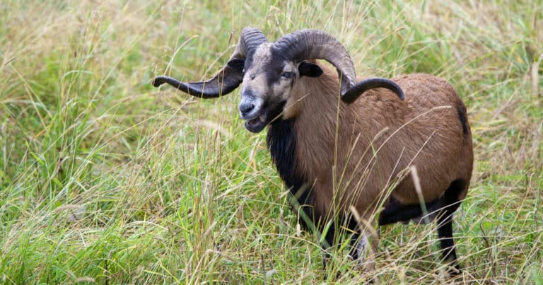 American Blackbelly Sheep