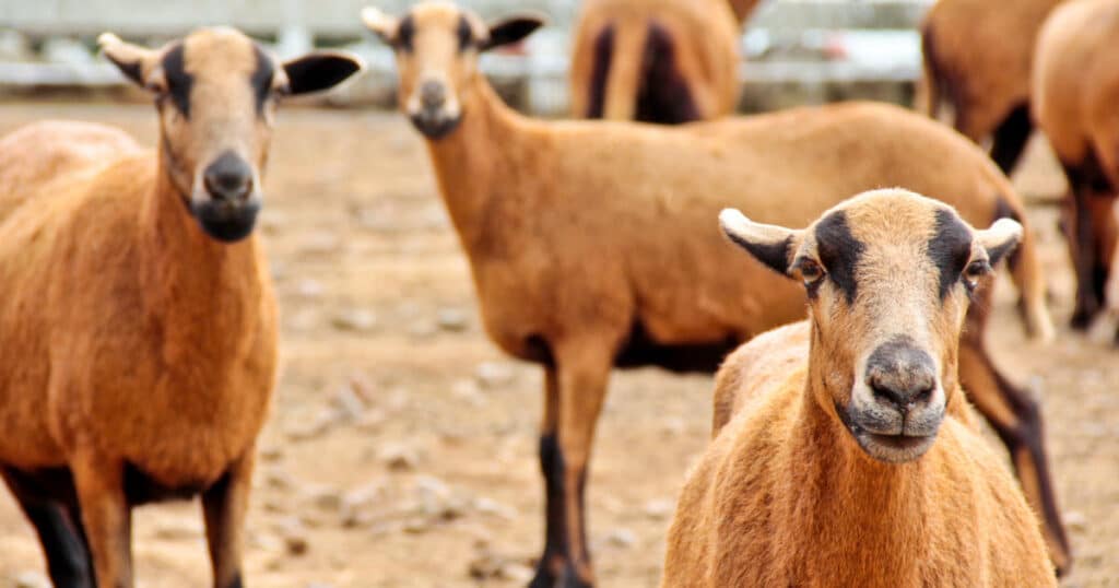 Barbados Blackbelly Sheep