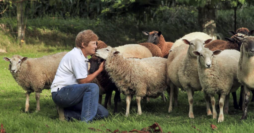Best Sheep Breeds for Beginners