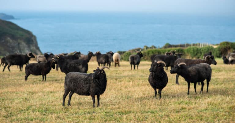 Black Welsh Mountain Sheep
