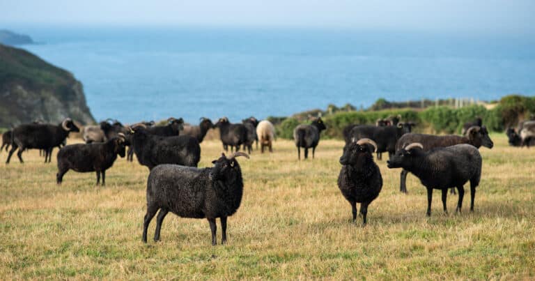 Black Welsh Mountain Sheep