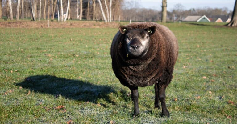 Blue Texel Sheep