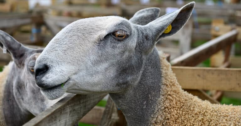 Blueface Leicester Sheep