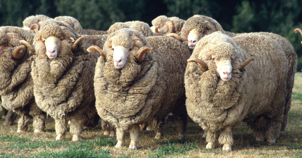 Booroola Merino Sheep
