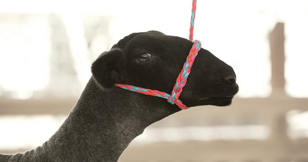 Braided Poly Sheep Halter Review