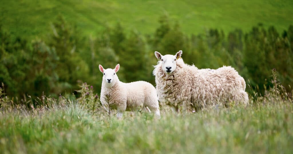 Brecknock Hill Cheviot Sheep