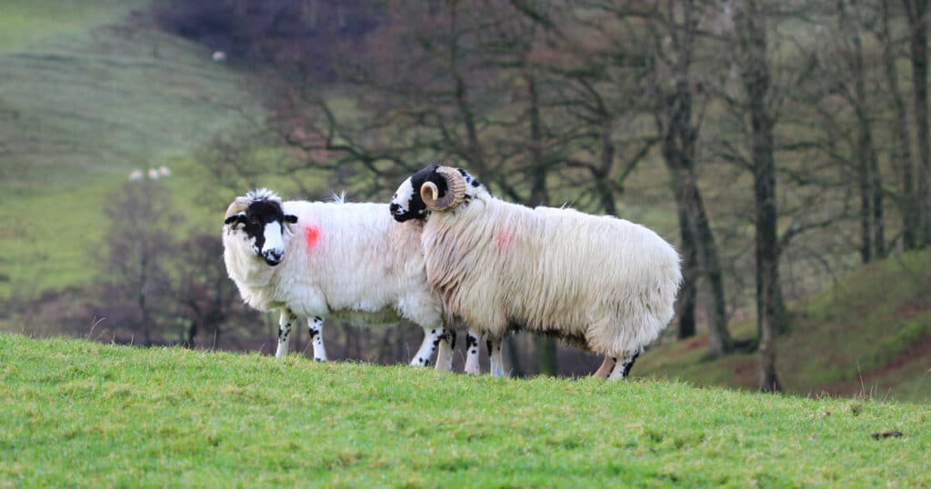 Breeding Sheep
