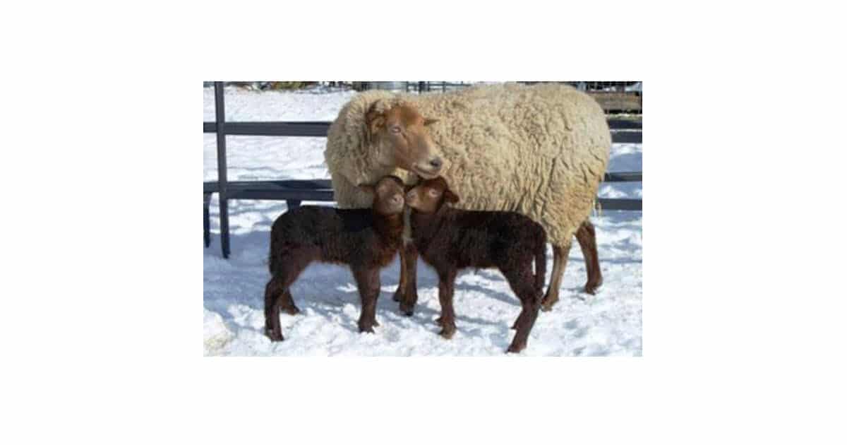 California Red Sheep Breed Information, History & Facts