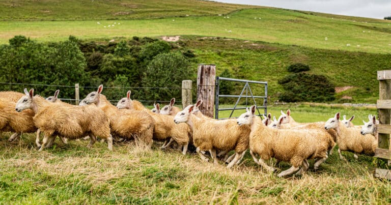 Cheviot Sheep