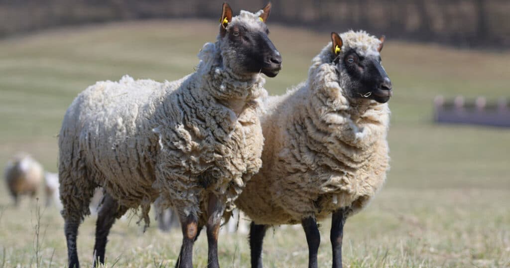 Clun Forest Sheep