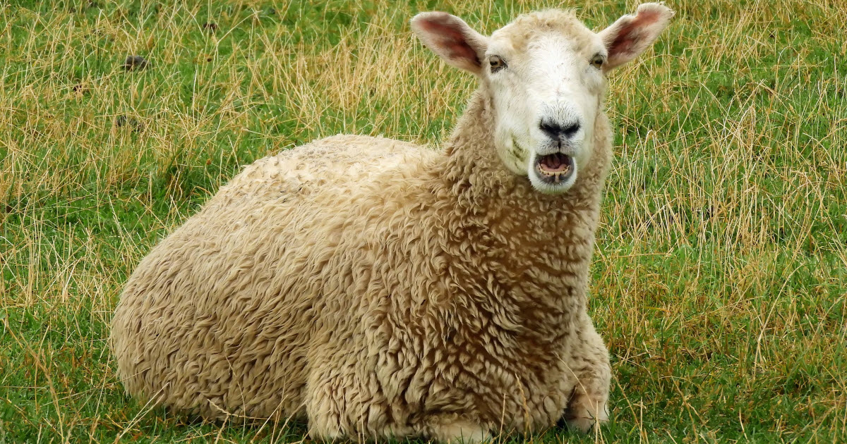 Coopworth Sheep Breed Information, History & Facts