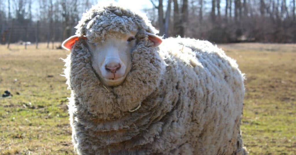Cormo Sheep