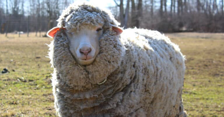 Wool Sheep Breeds List [Fine Wool & Long Wool Breeds of Sheep]