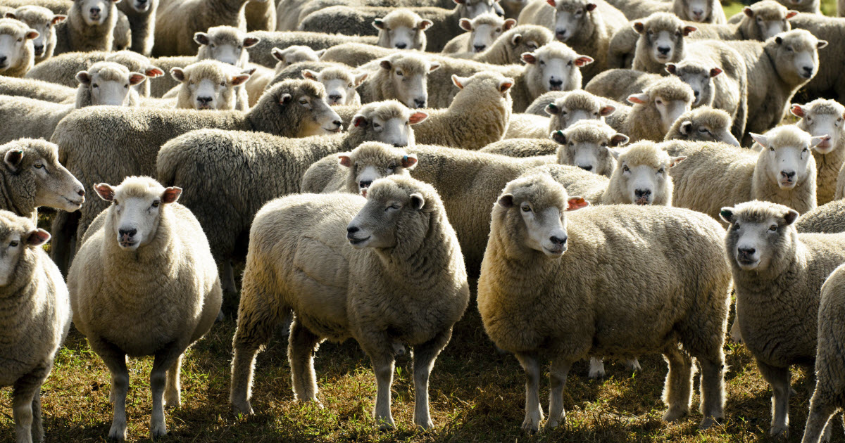 Corriedale Sheep Breed Information History Facts RaisingSheep corriedale-sheep-breed-information-history-facts-raisingsheep