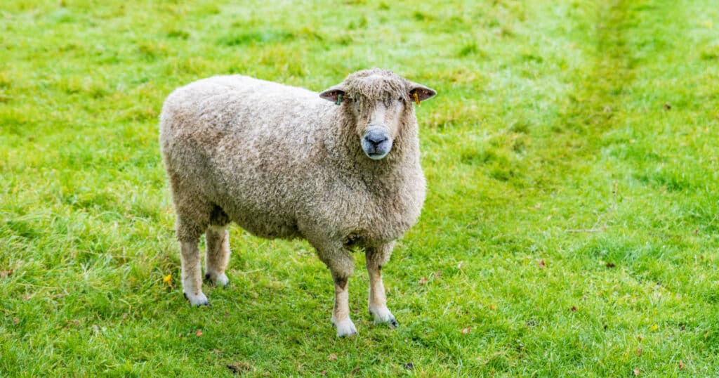 Cotswold Sheep