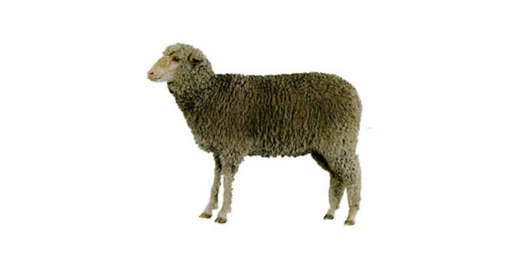 Debouillet Sheep
