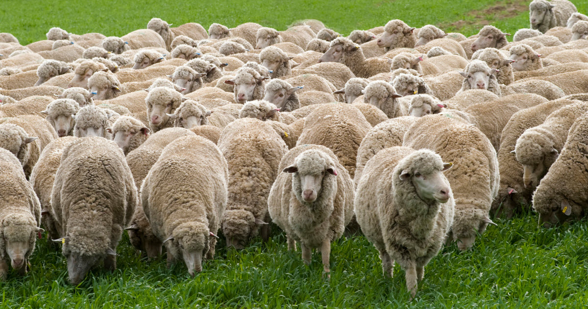 [Afbeelding: delaine-merino-sheep.jpg]