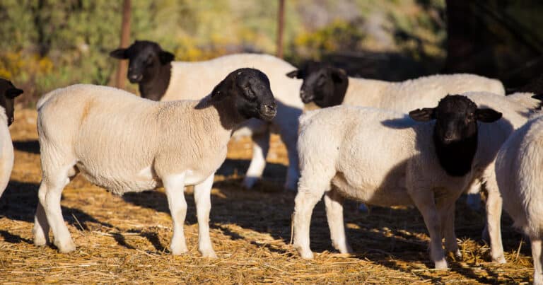 Dorper Sheep