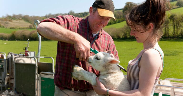 Ear Tagging Sheep