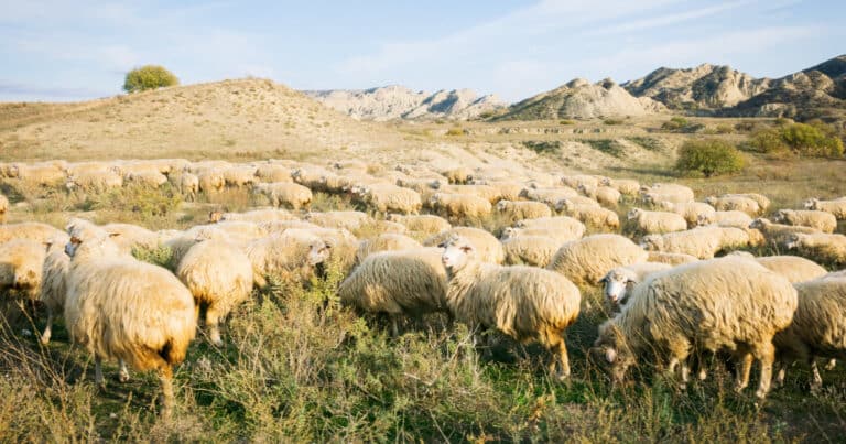 Finnsheep