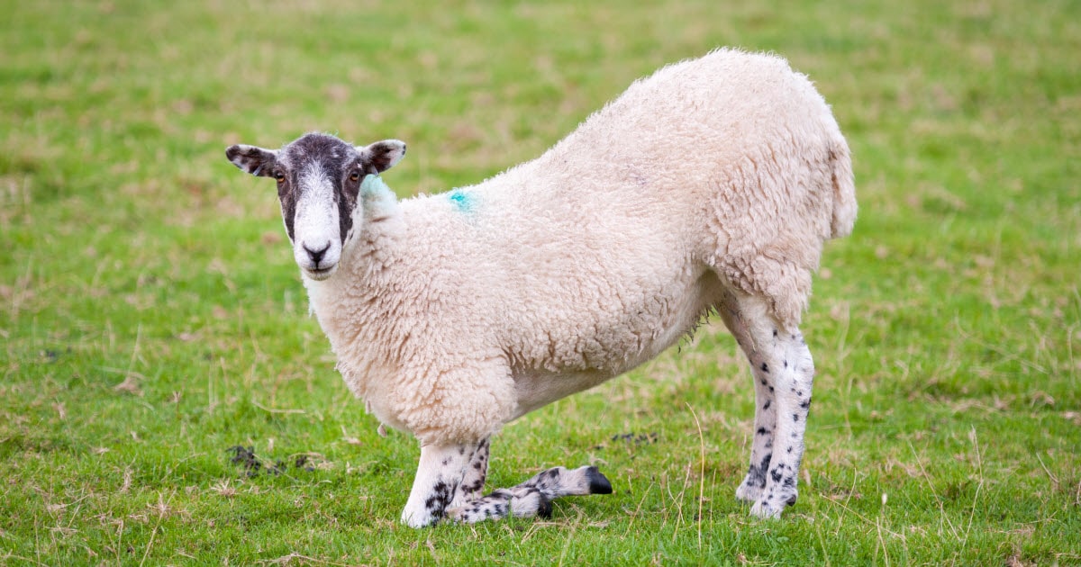 Foot Rot in Sheep Hoof Rot in Sheep