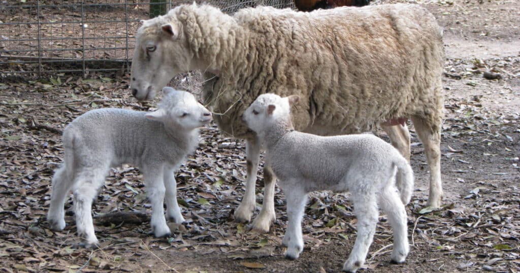 Gulf Coast Sheep