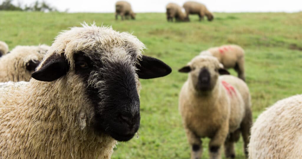 Hampshire Sheep