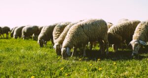How Many Sheep Per Acre of Pasture? (sheep stocking rates explained)