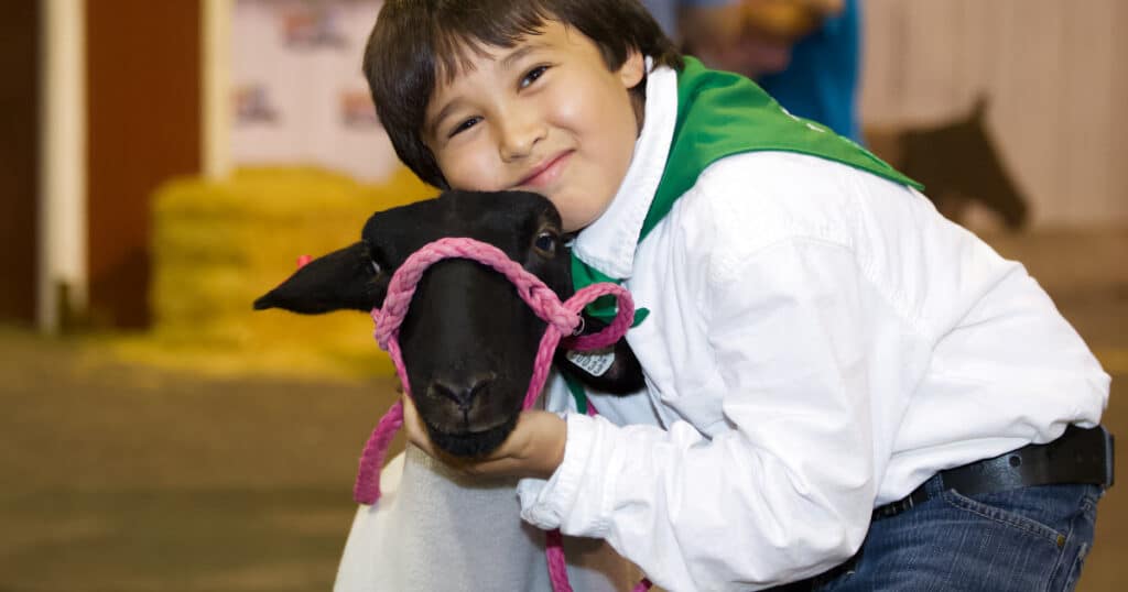 How to Halter Break a Lamb