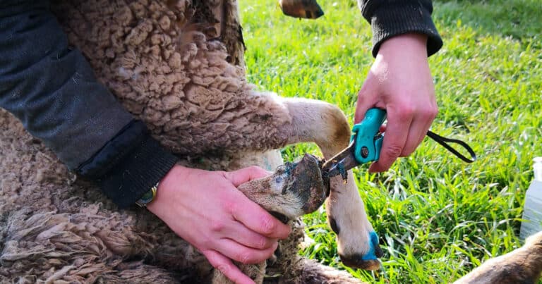 How to Trim Sheep Hooves