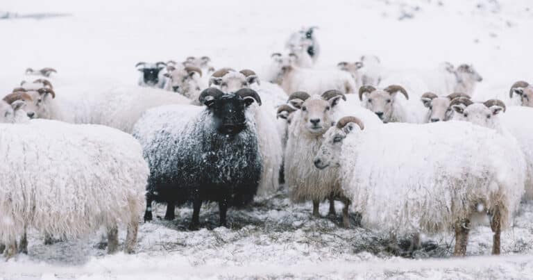 Icelandic Sheep