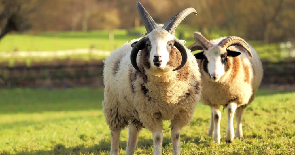 Jacob's Sheep Make Their Way Home To Israel – The Israel Bible