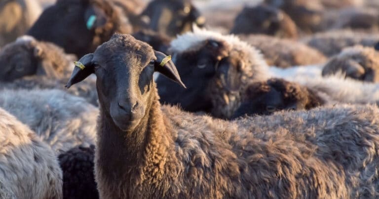 Karakul Sheep