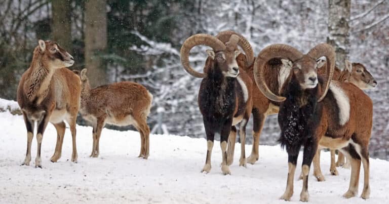 Mouflon Sheep