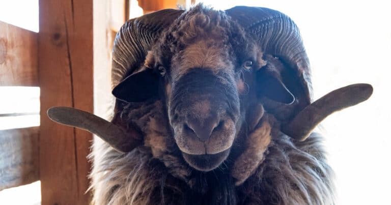 Navajo Churro Sheep
