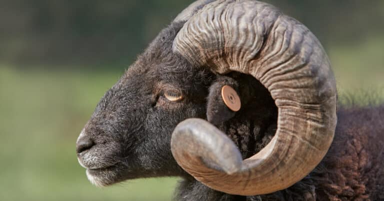 Ouessant Sheep