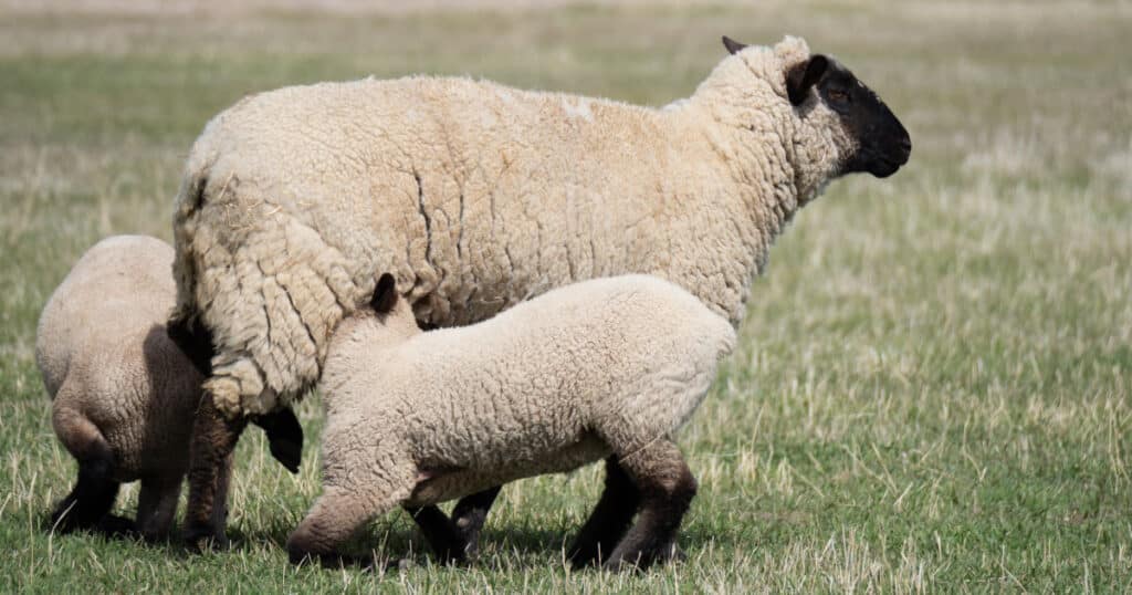 Overeating Disease in Sheep