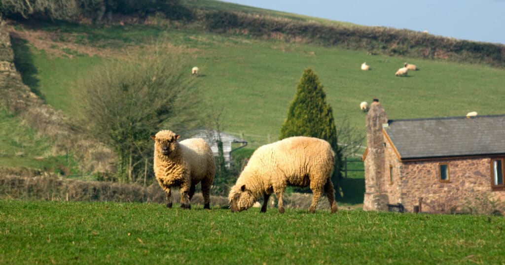 Oxford Sheep