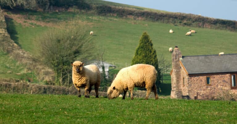 Oxford Sheep