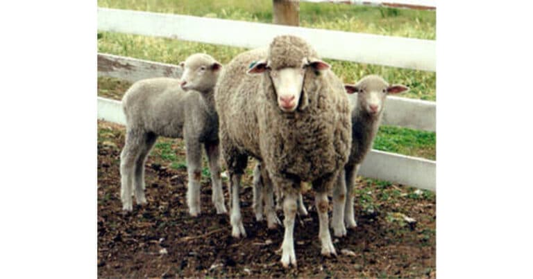 Panama Sheep